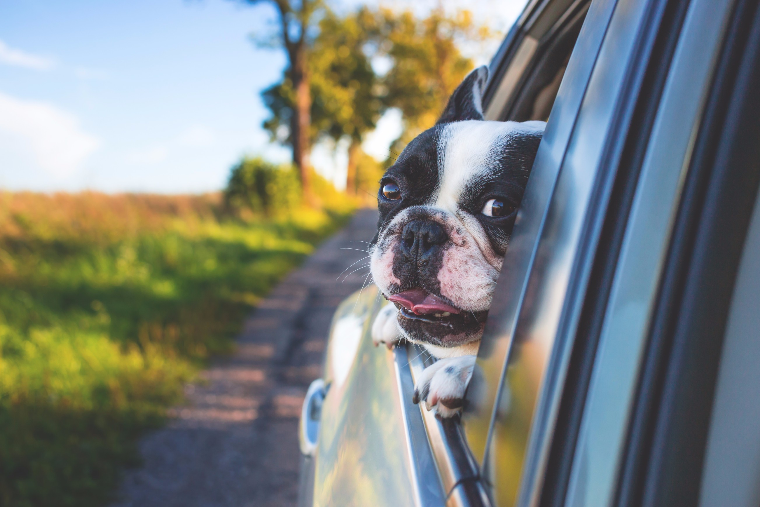 Dog hanging head out of car window - 5 tips for selling your car privately
